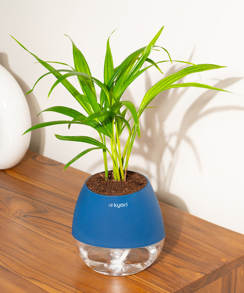 Areca Palm Plant With Nova Self Watering Pot