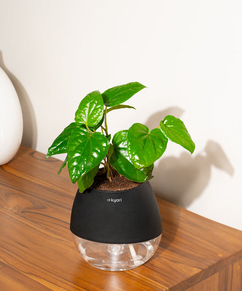 Betel Leaf Plant With Nova Self Watering Pot
