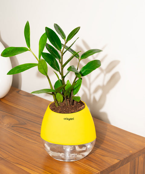 Zamia Green - ZZ Plant With Nova Self Watering Pot