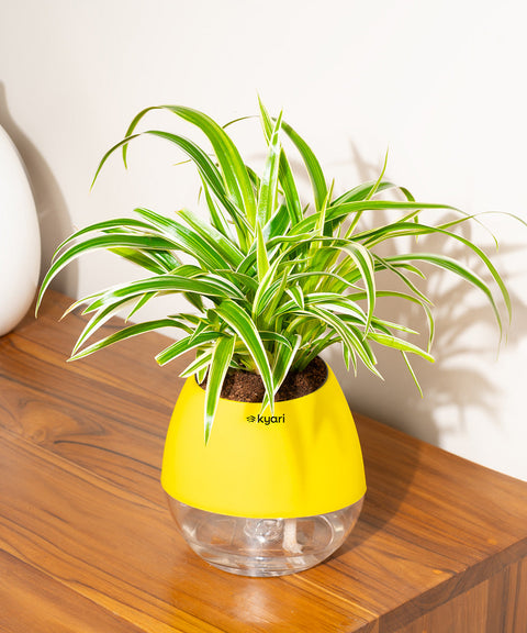 Spider Plant With Nova Self Watering Pot