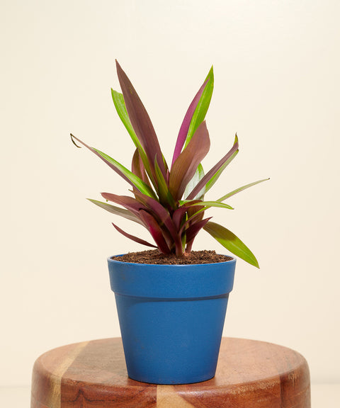 Spider Plant With Reya Pot