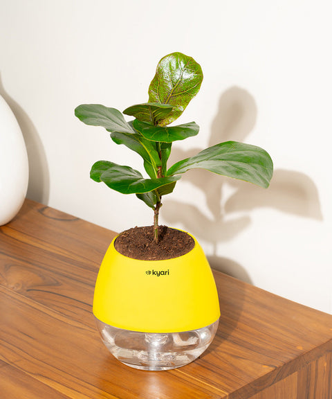 Fiddle Fig Plant With Nova Self Watering Pot