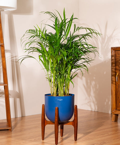 Areca Palm with Extra Large Metal Self Watering Pot