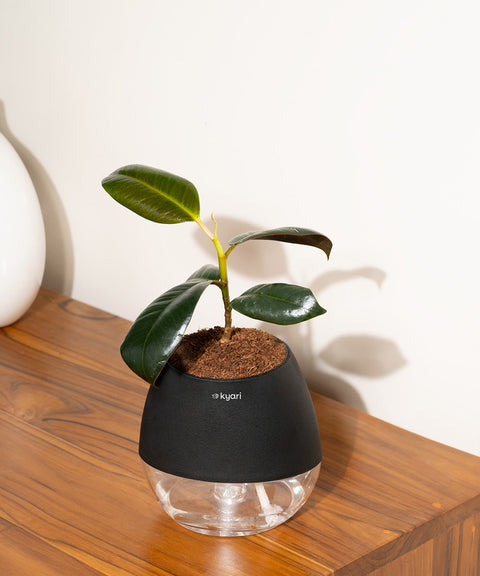 Black Rubber Plant with Self Watering Pot