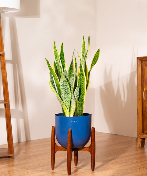 Sansevieria Zeylencia Golden with Arbor Metal Planter