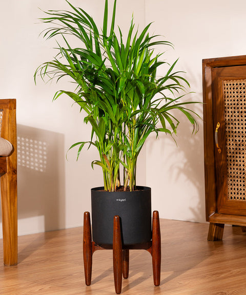Areca Palm with Large Metal Self Watering Pot