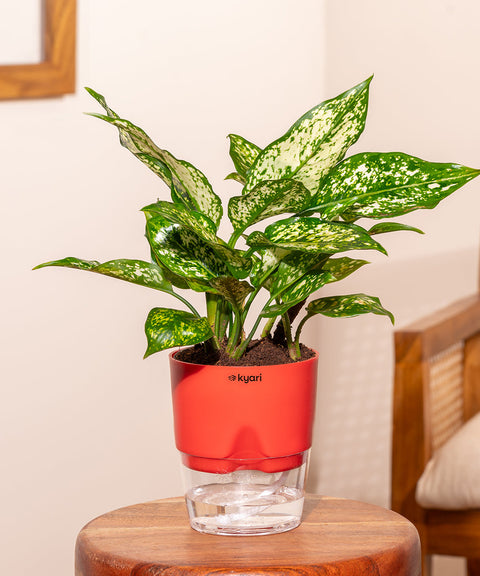 Aglaonema Snow White Plant with Self Watering Pot - Paytm