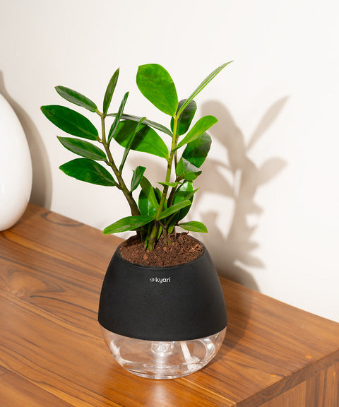 Zamia Green - ZZ Plant With Nova Self Watering Pot