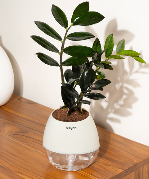ZZ - Zamia Black Plant Nova