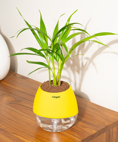 Areca Palm Plant With Nova Self Watering Pot