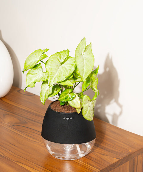 Syngonium Pixie White Plant With Nova Self Watering Pot
