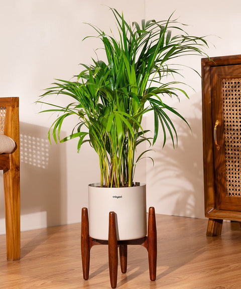 Areca Palm with Large Metal Self Watering Pot