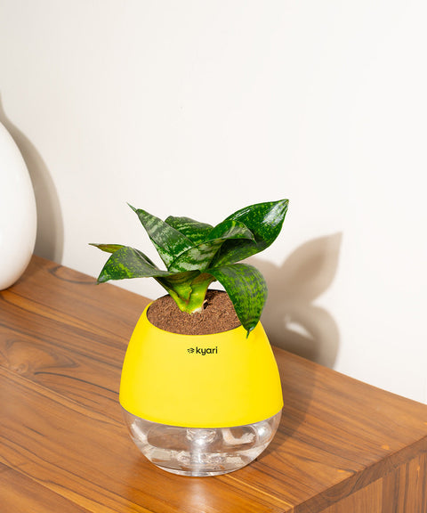 Green Snake Plant With Nova Self Watering Pot