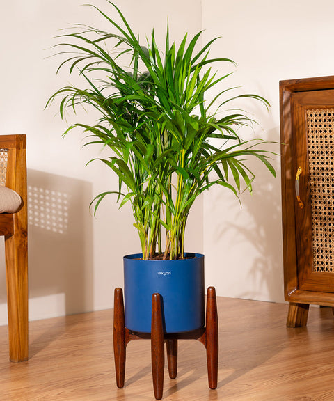 Areca Palm with Large Metal Self Watering Pot