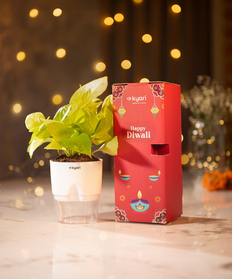 The Radiance Box
