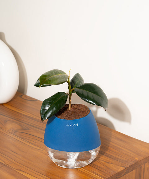 Black Rubber Plant with Self Watering Pot