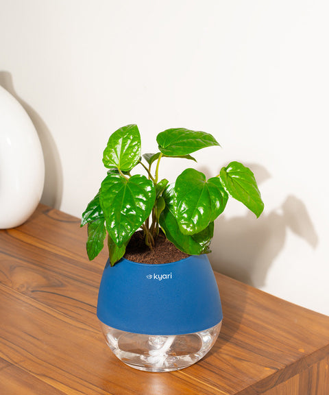 Betel Leaf Plant With Nova Self Watering Pot
