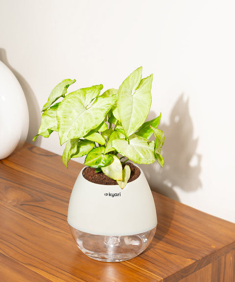Syngonium Pixie White Plant With Nova Self Watering Pot