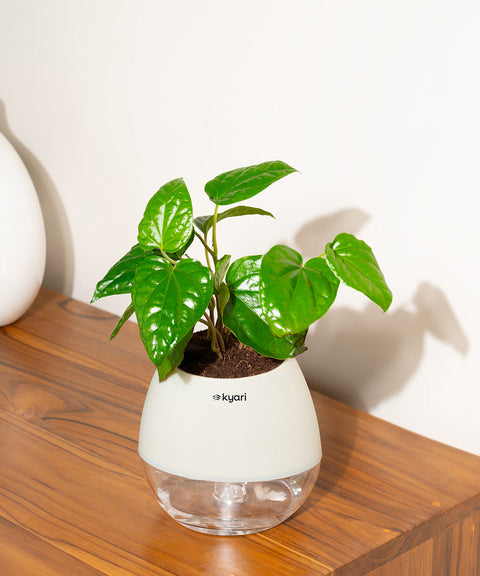 Betel Leaf Plant With Nova Self Watering Pot