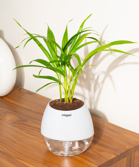 Areca Palm Plant With Nova Self Watering Pot