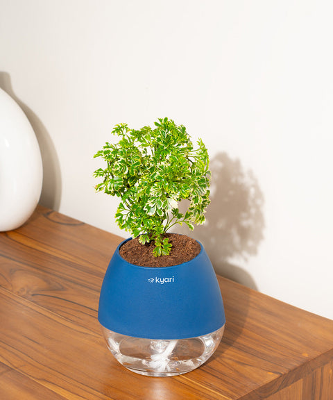 Aralia Variegated Plant With Nova Self Watering Pot