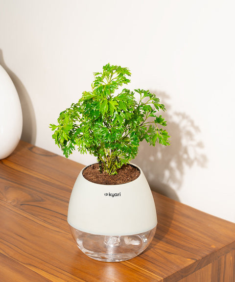 Aralia Green Plant With Nova Self Watering Pot