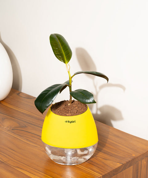 Black Rubber Plant with Self Watering Pot