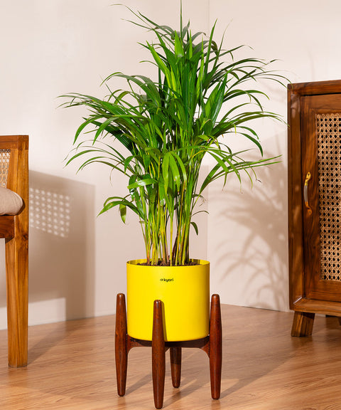 Areca Palm with Large Metal Self Watering Pot