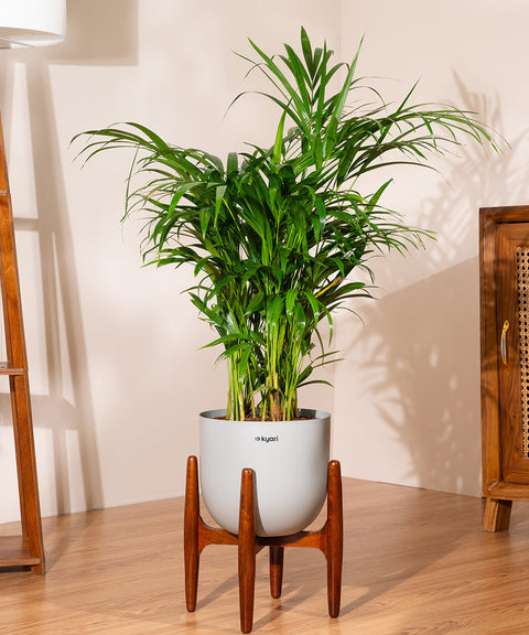 Areca Palm with Extra Large Metal Self Watering Pot