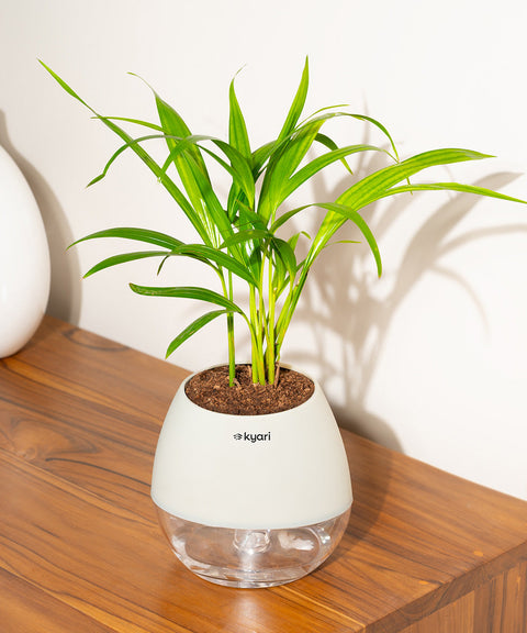 Areca Palm Plant With Nova Self Watering Pot