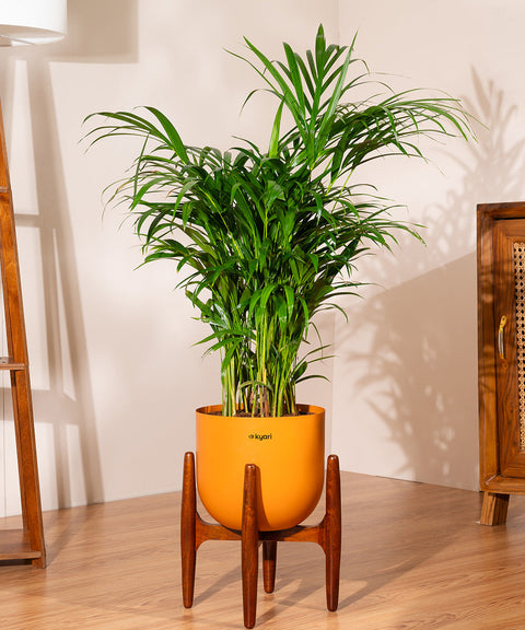 Areca Palm with Extra Large Metal Self Watering Pot