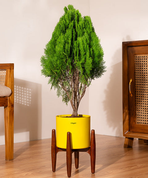 Thuja Plant with Large Metal Self Watering Pot