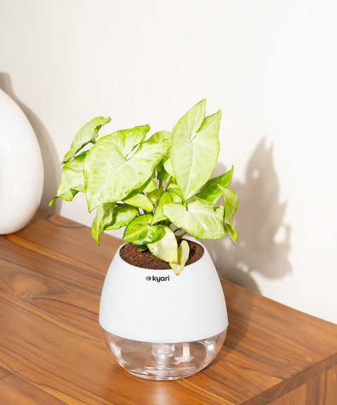 Syngonium Pixie White Plant With Nova Self Watering Pot