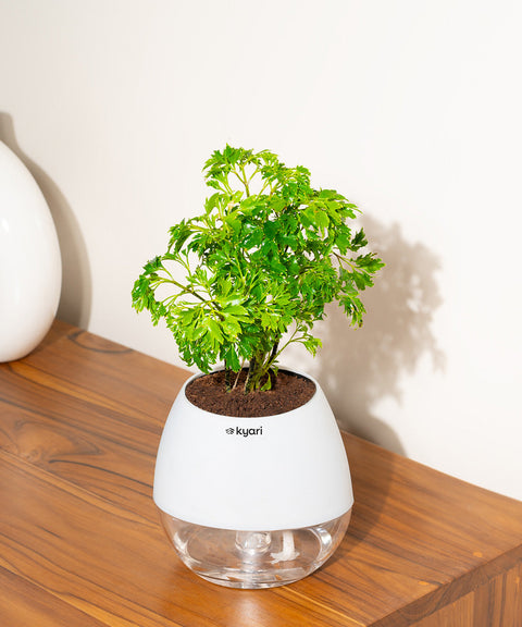 Aralia Green Plant With Nova Self Watering Pot