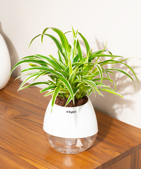 Spider Plant With Nova Self Watering Pot