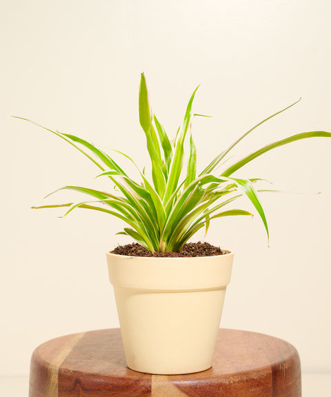 Spider Plant With Reya Pot