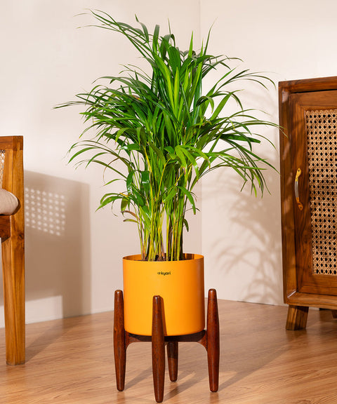 Areca Palm with Large Metal Self Watering Pot