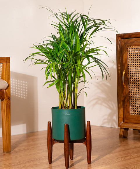 Areca Palm with Large Metal Self Watering Pot