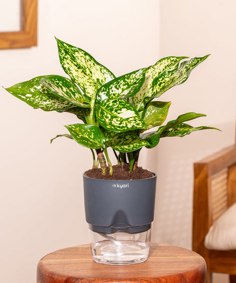 Aglaonema Snow White Plant with Self Watering Pot - Paytm