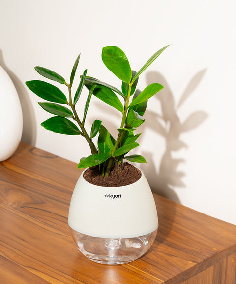 Zamia Green - ZZ Plant With Nova Self Watering Pot
