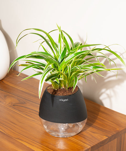 Spider Plant With Nova Self Watering Pot