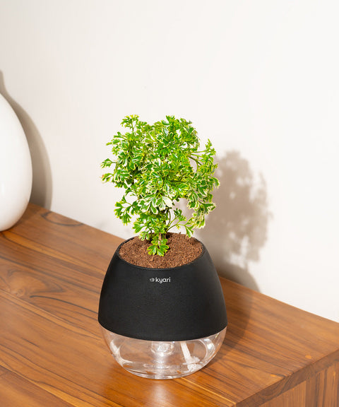 Aralia Variegated Plant With Nova Self Watering Pot