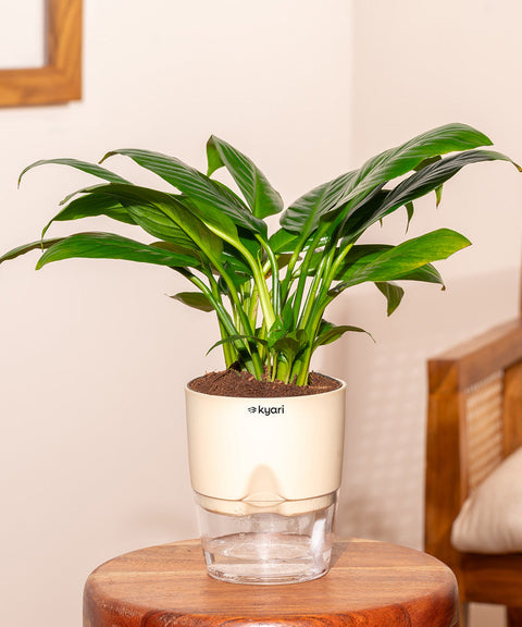 Peace Lily Plant With Self Watering Pot - Cred