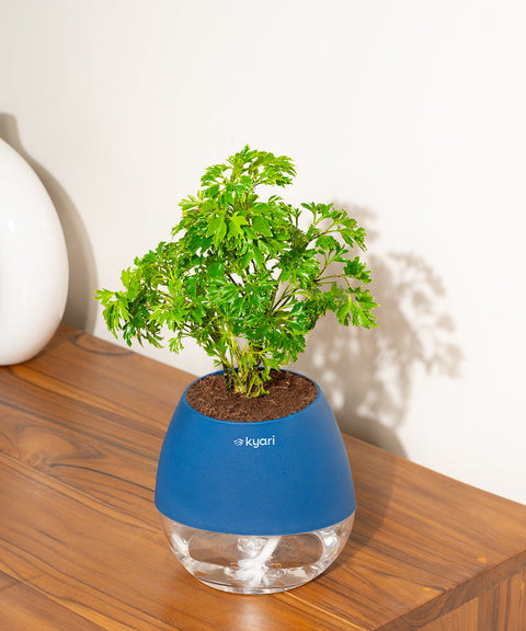 Aralia Green Plant With Nova Self Watering Pot