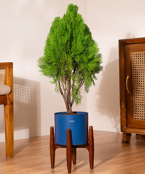 Thuja Plant with Large Metal Self Watering Pot