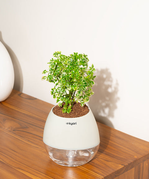 Aralia Variegated Plant With Nova Self Watering Pot
