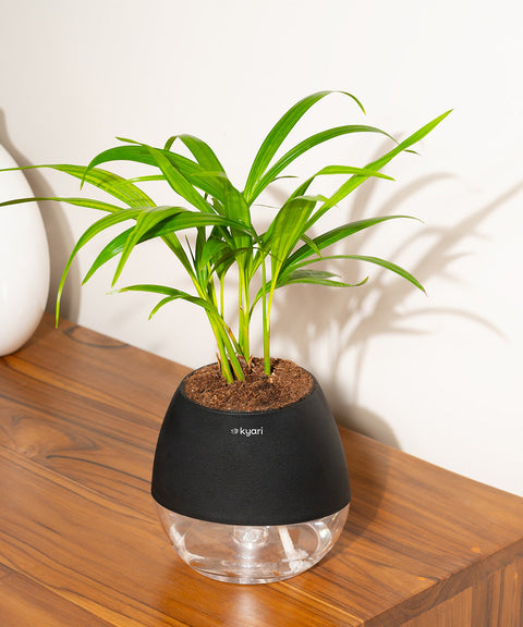 Areca Palm Plant With Nova Self Watering Pot