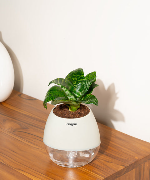 Green Snake Plant With Nova Self Watering Pot