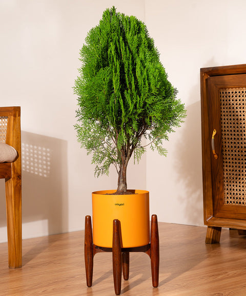 Thuja Plant with Large Metal Self Watering Pot