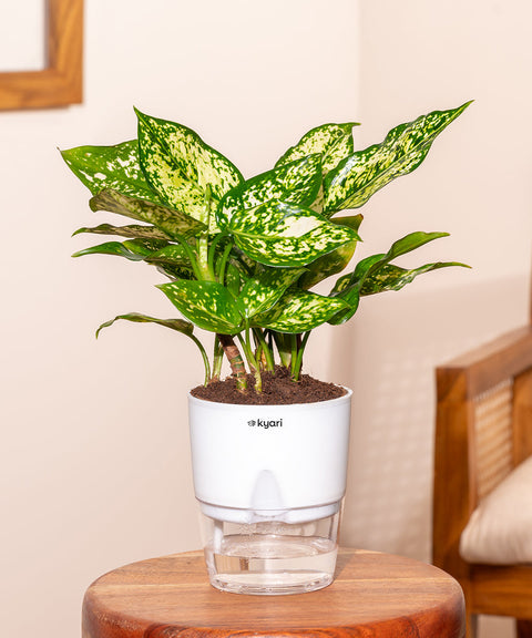 Aglaonema Snow White Plant with Self Watering Pot - Paytm
